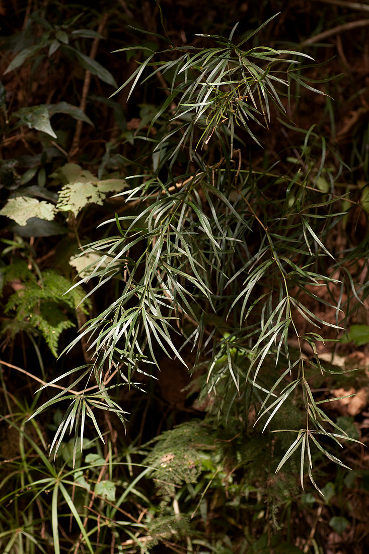 Asparagus falcatus var. falcatus