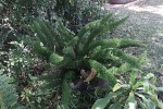 Asparagus densiflorus