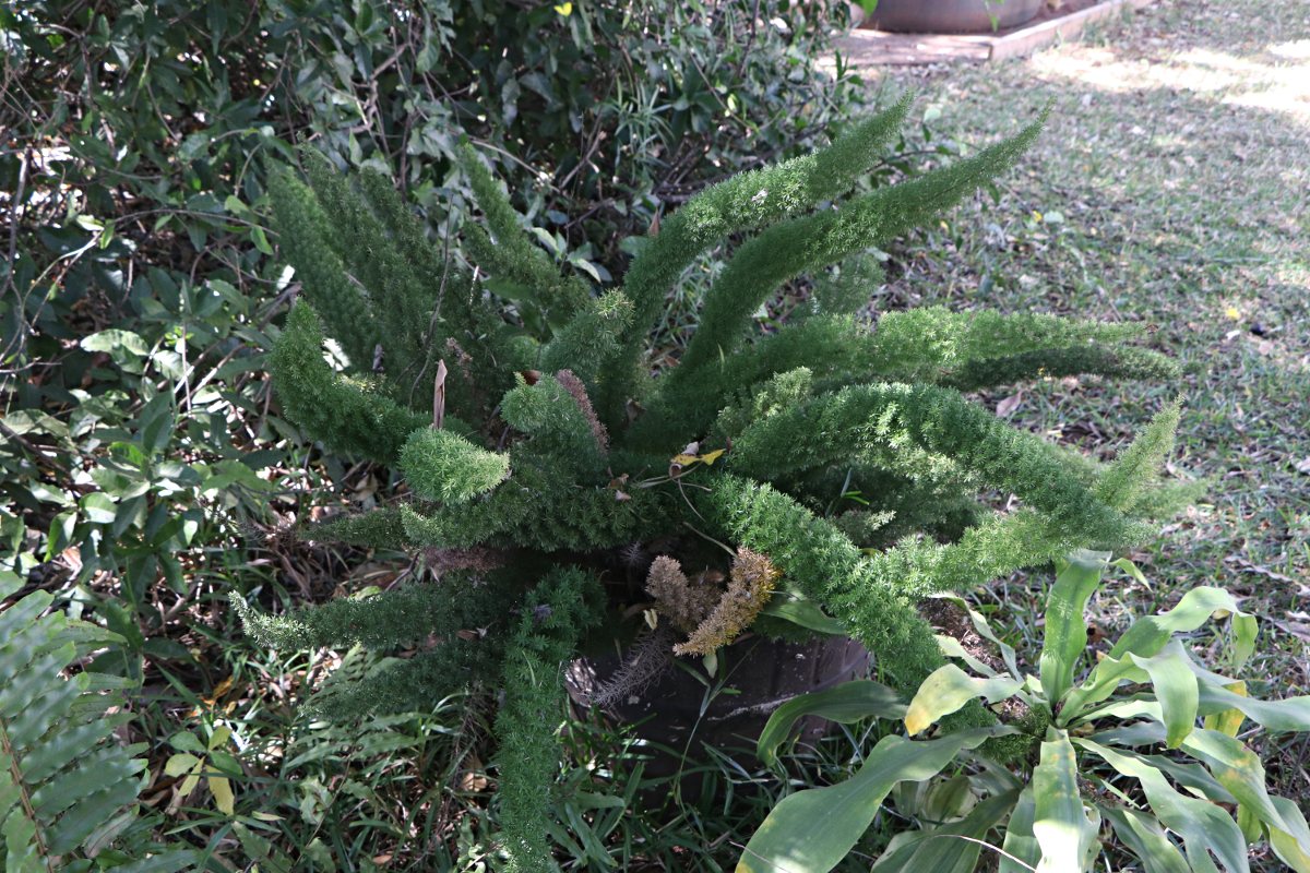 Asparagus densiflorus