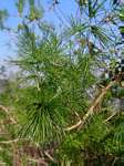 Asparagus laricinus