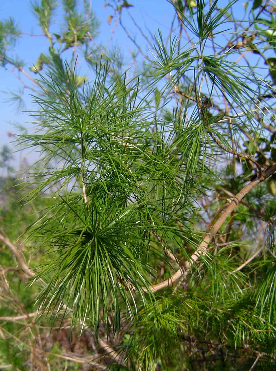 Asparagus laricinus
