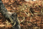Asparagus laricinus