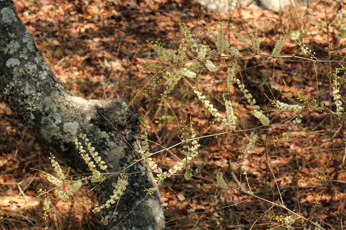 Asparagus laricinus