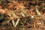 Asparagus laricinus
