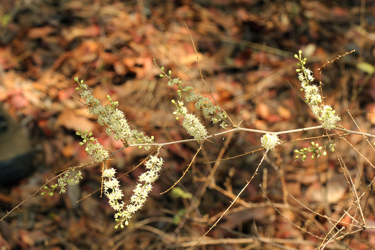 Asparagus laricinus