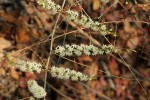 Asparagus laricinus