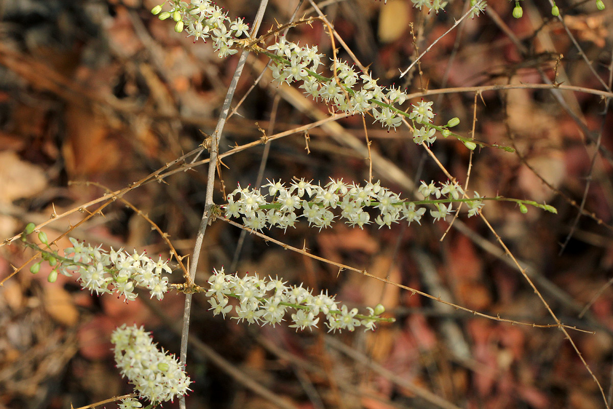 Asparagus laricinus