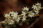 Asparagus laricinus