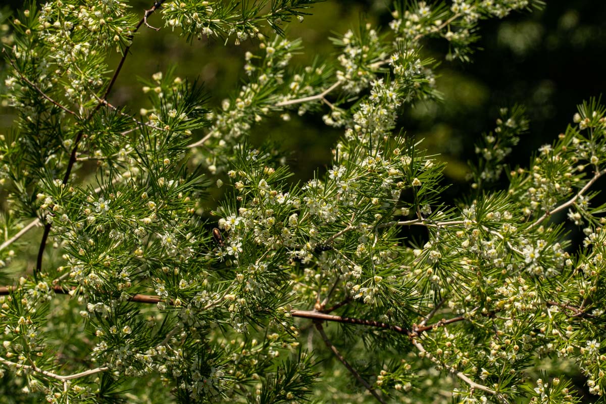 Asparagus laricinus
