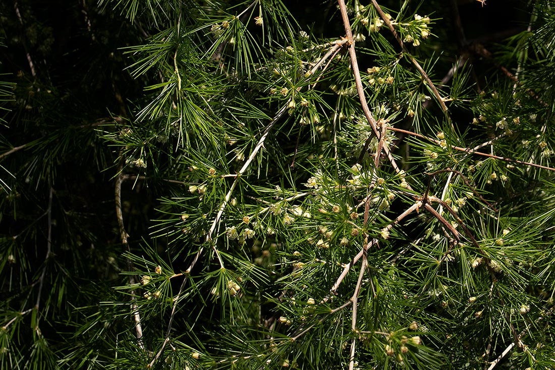 Asparagus laricinus