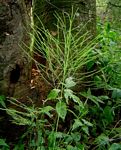 Asparagus virgatus