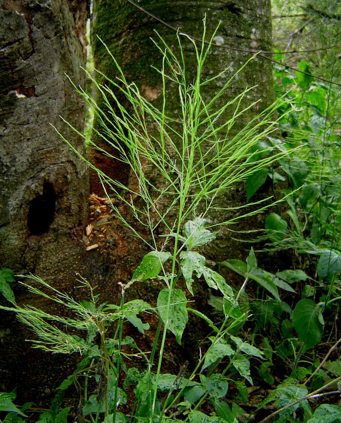 Asparagus virgatus