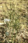 Asparagus virgatus