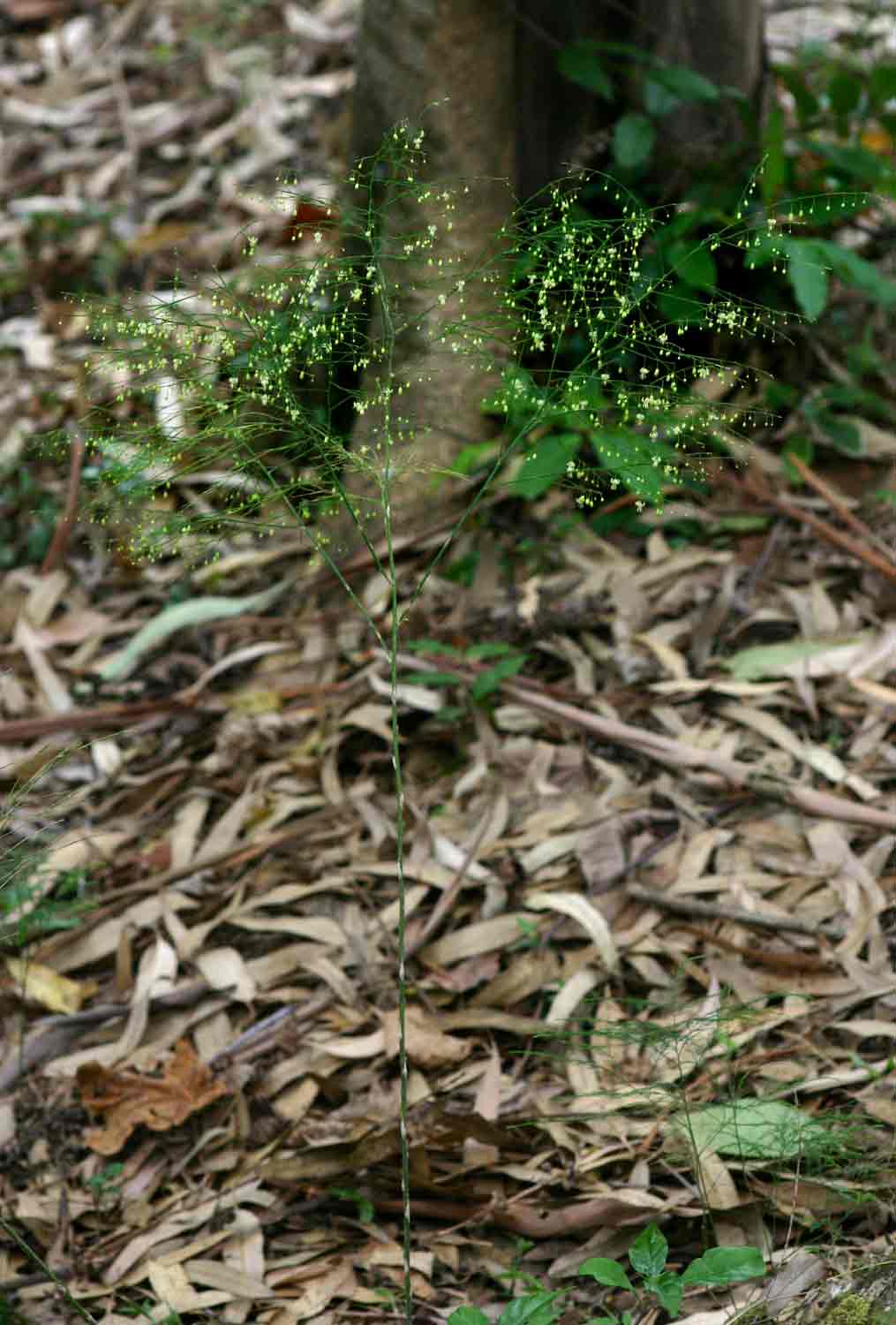 Asparagus virgatus