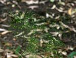 Asparagus virgatus