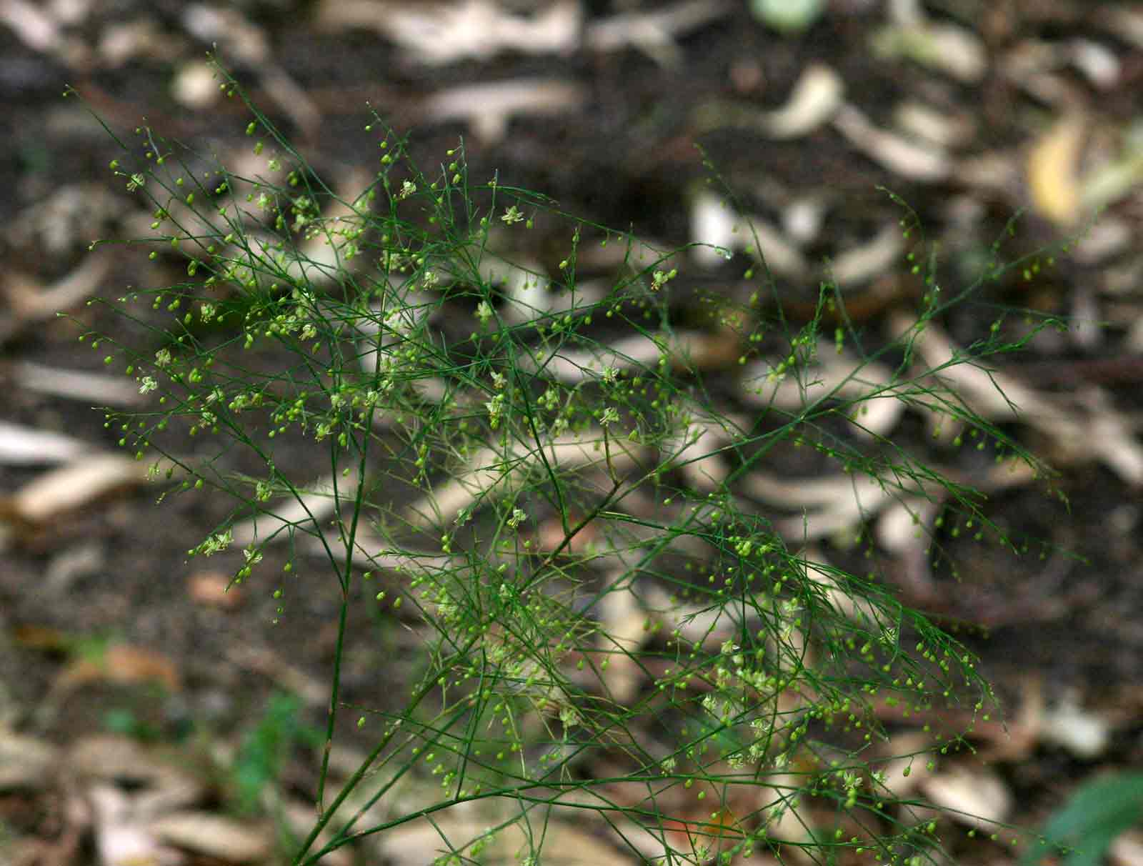 Asparagus virgatus