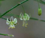 Asparagus virgatus