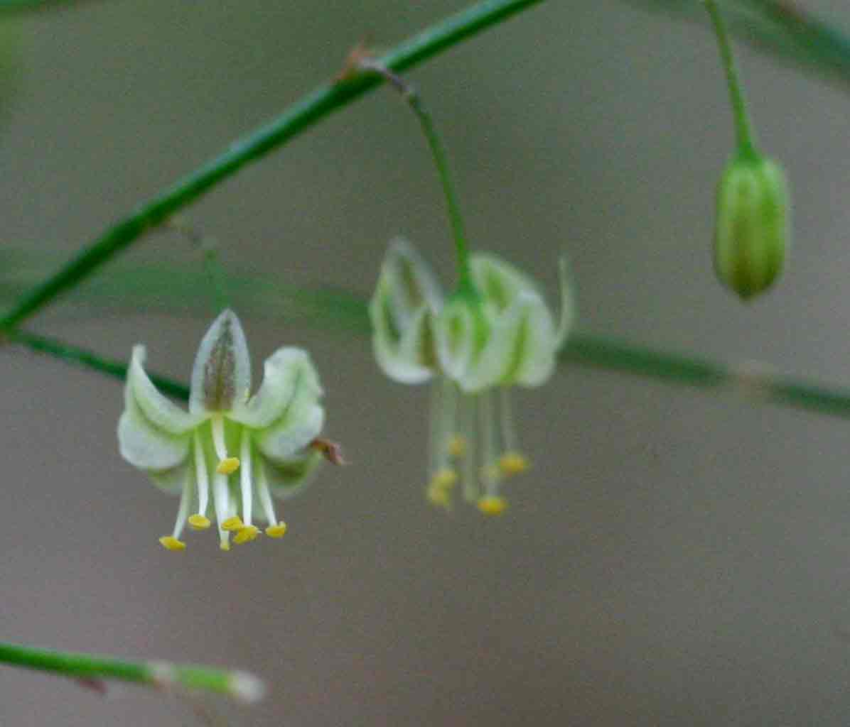 Asparagus virgatus