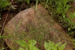 Asparagus virgatus