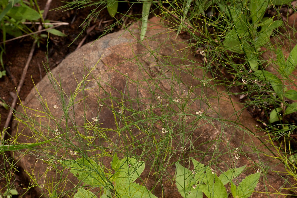 Asparagus virgatus