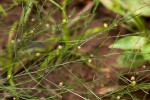 Asparagus virgatus