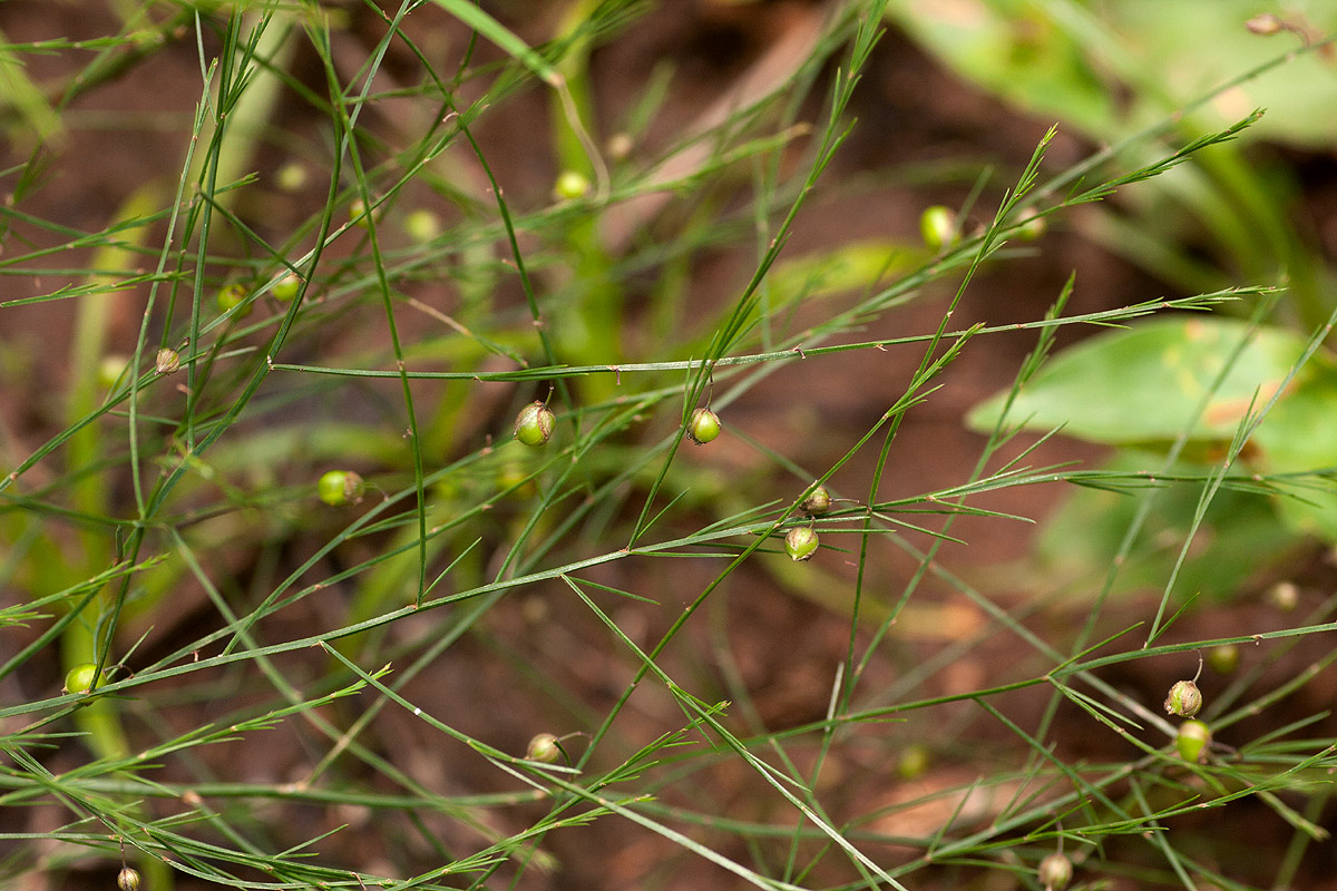 Asparagus virgatus