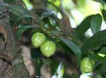 Behnia reticulata