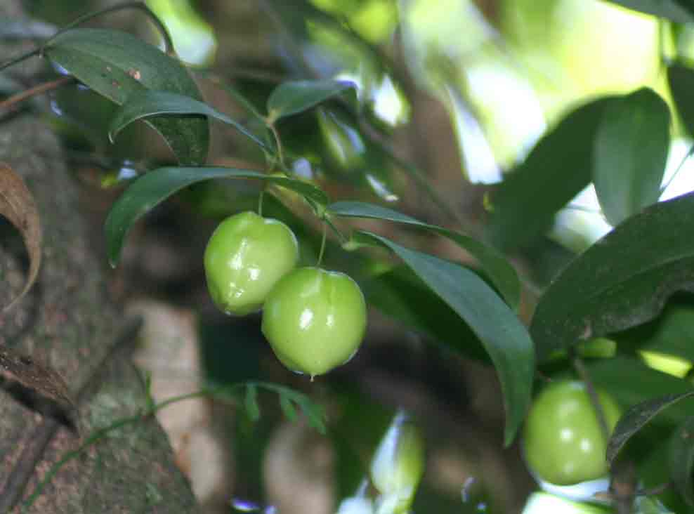 Behnia reticulata