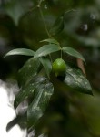Behnia reticulata