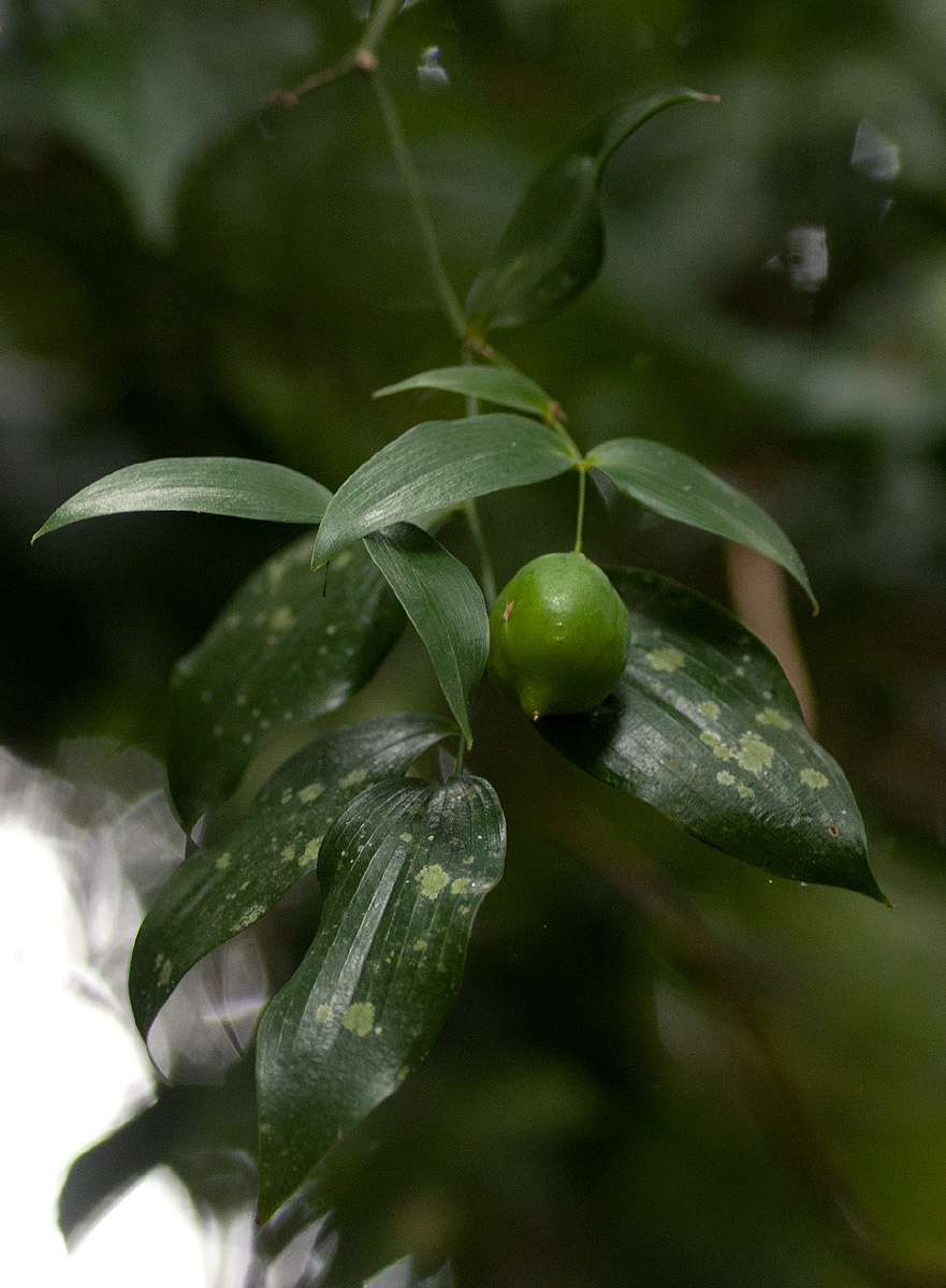 Behnia reticulata