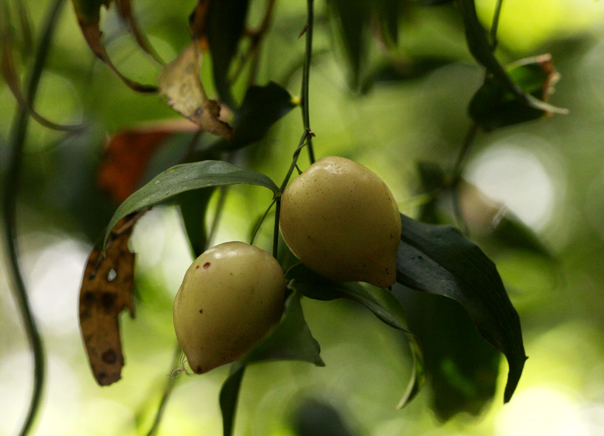 Behnia reticulata