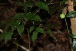 Behnia reticulata