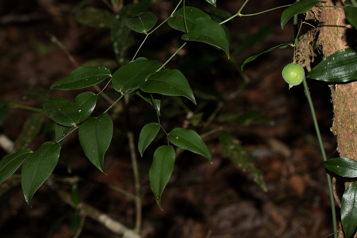 Behnia reticulata