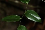 Behnia reticulata