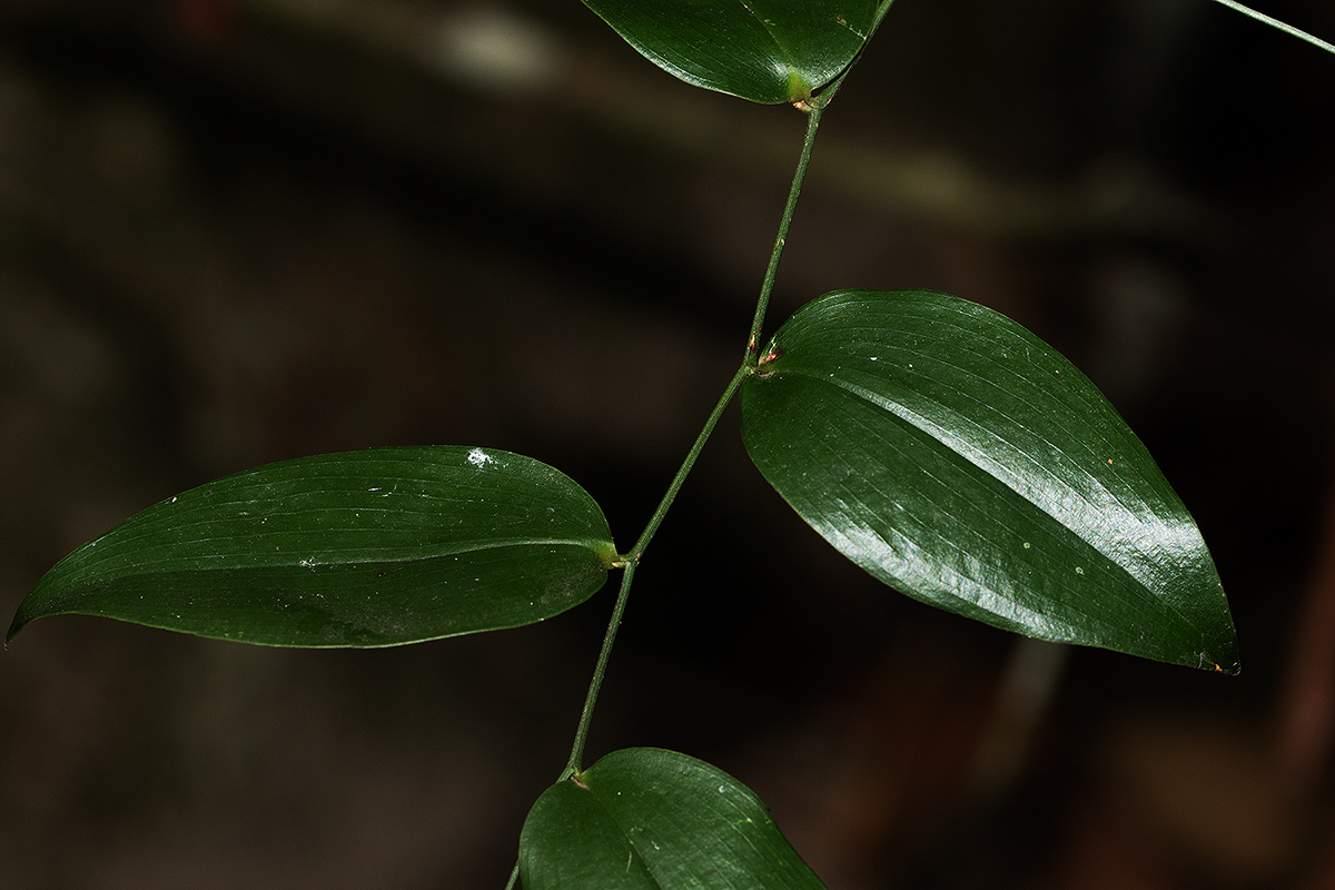 Behnia reticulata