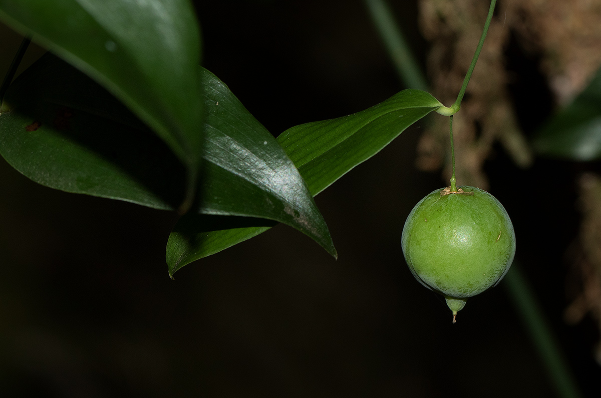Behnia reticulata