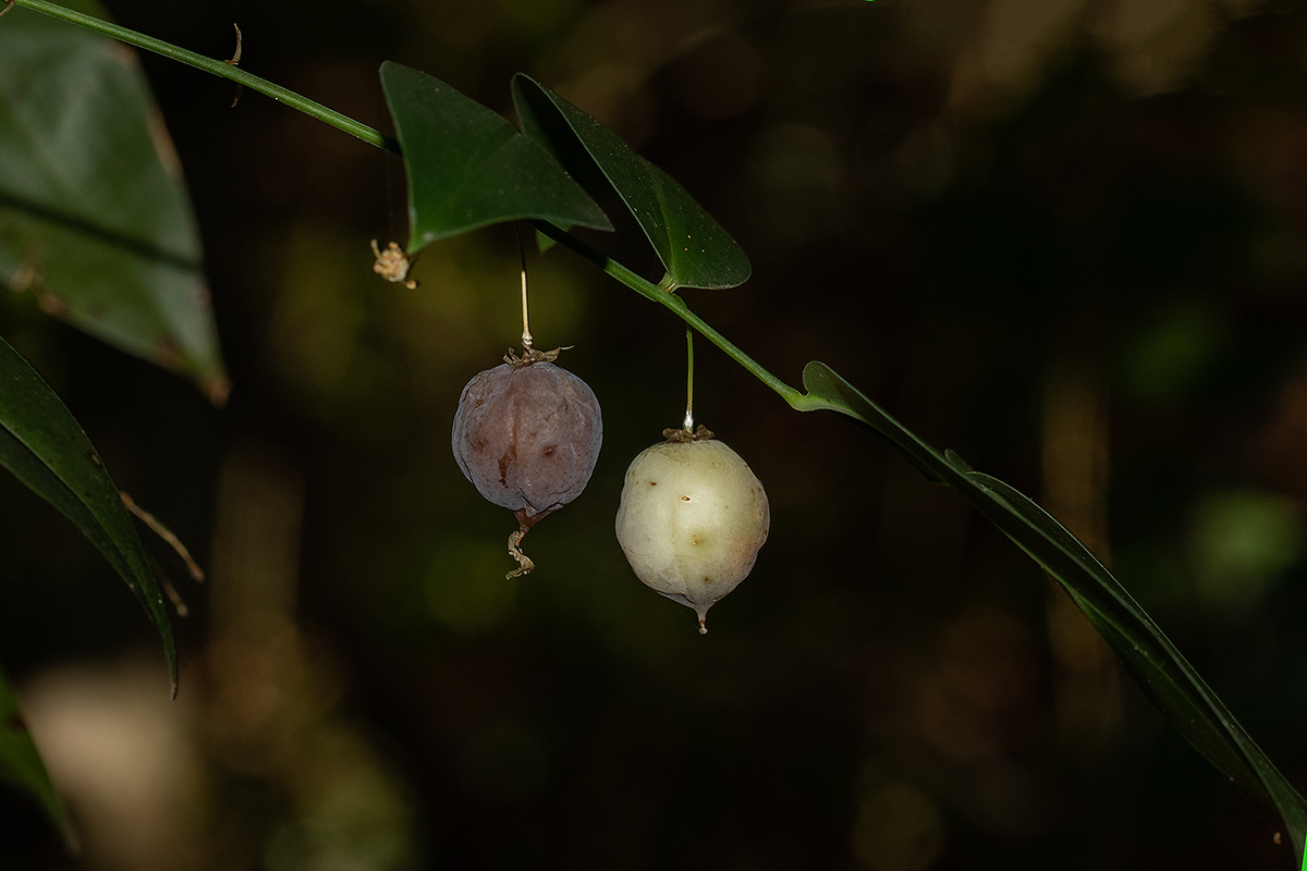 Behnia reticulata