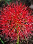 Scadoxus multiflorus subsp. multiflorus