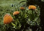 Scadoxus puniceus