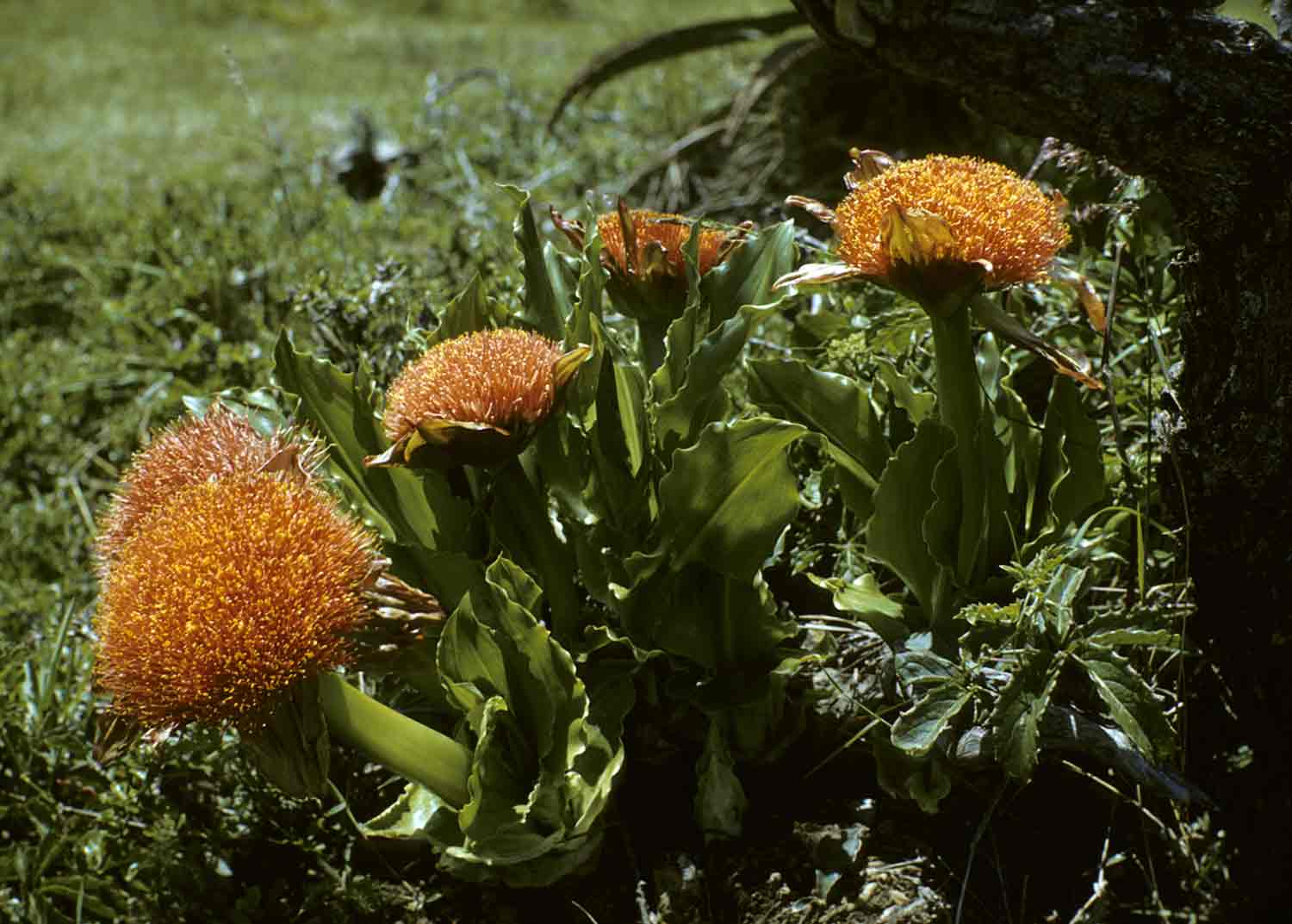Scadoxus puniceus