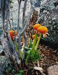Scadoxus puniceus