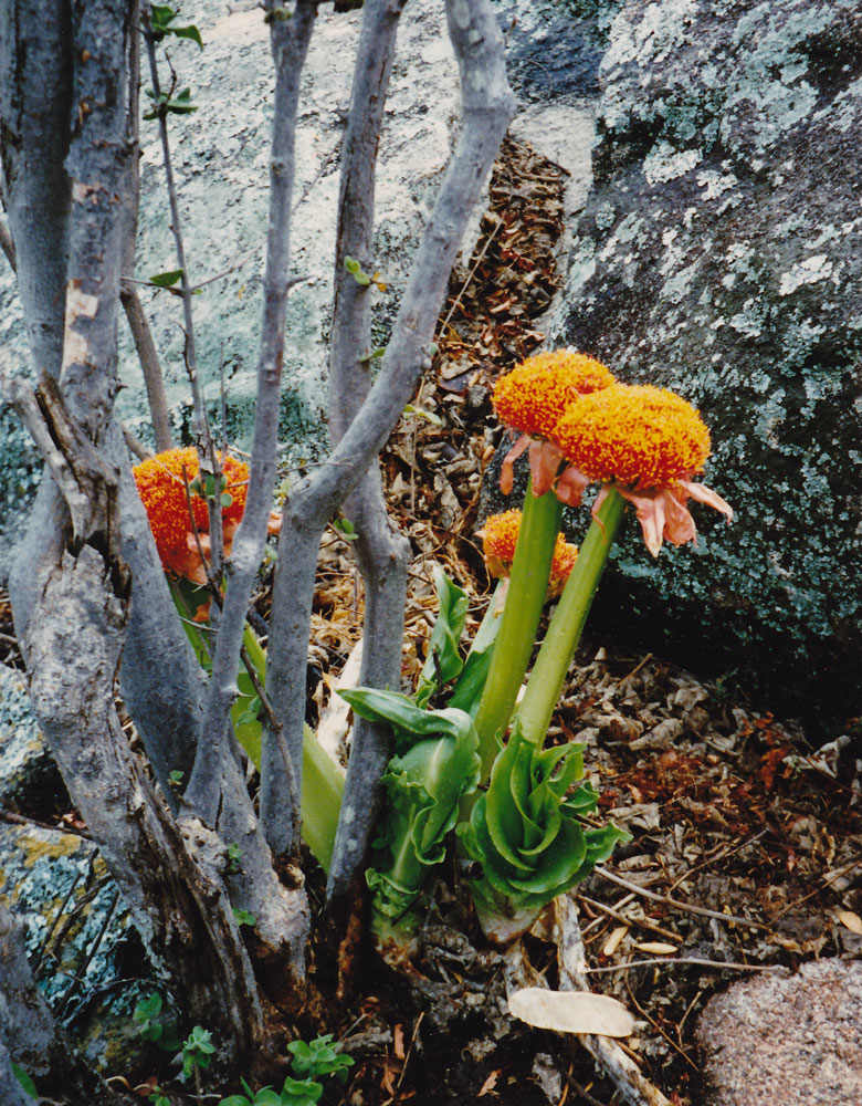 Scadoxus puniceus