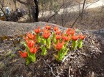 Scadoxus puniceus