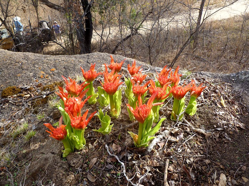 Scadoxus puniceus