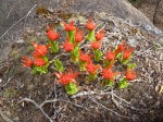Scadoxus puniceus