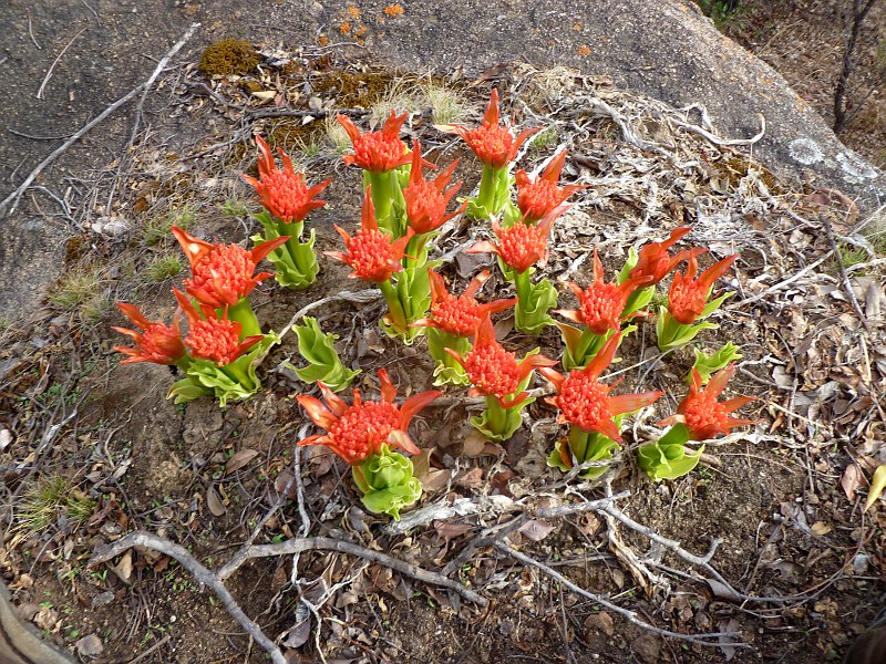 Scadoxus puniceus