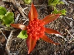 Scadoxus puniceus