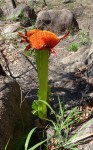 Scadoxus puniceus