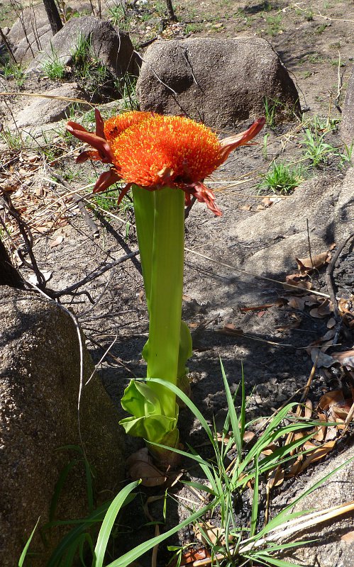 Scadoxus puniceus