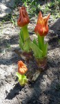 Scadoxus puniceus